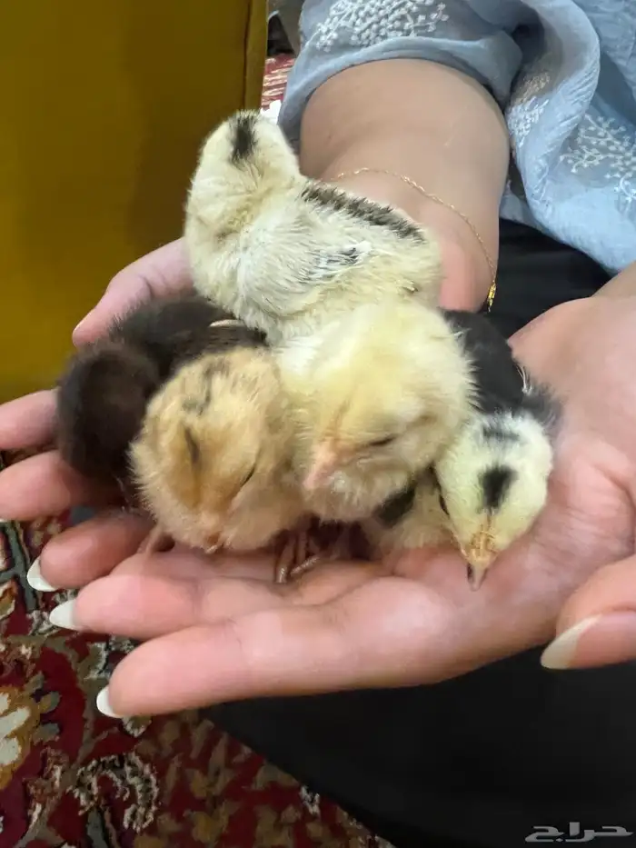 صوص دجاج كيوت يصلح للأطفال 6