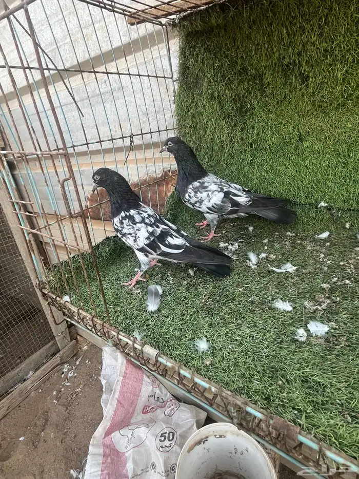 السلام عليكم 0