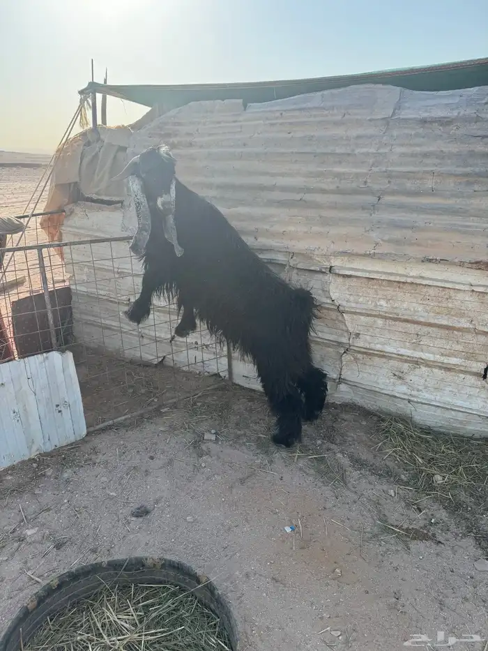 تيس فحل عارضي شرط القريع 7