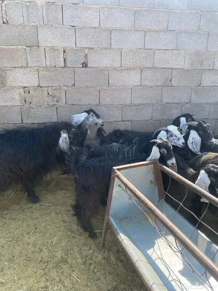 معزا للبيع 0