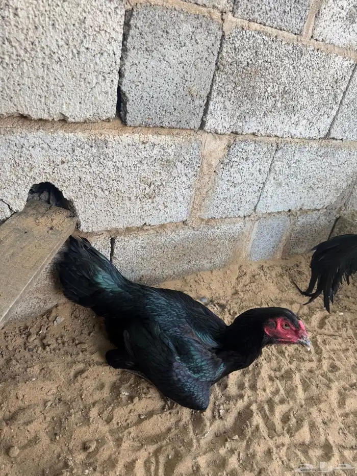 دجاجه شامو الماني اصل فاخر 6