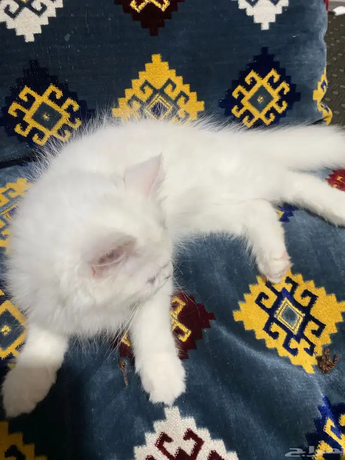 قط شيرازي ذكر العمر 2 شهرين 1