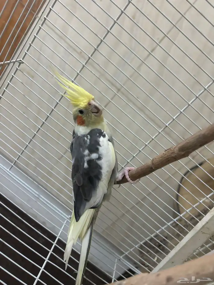 طير كروان ذكر 1