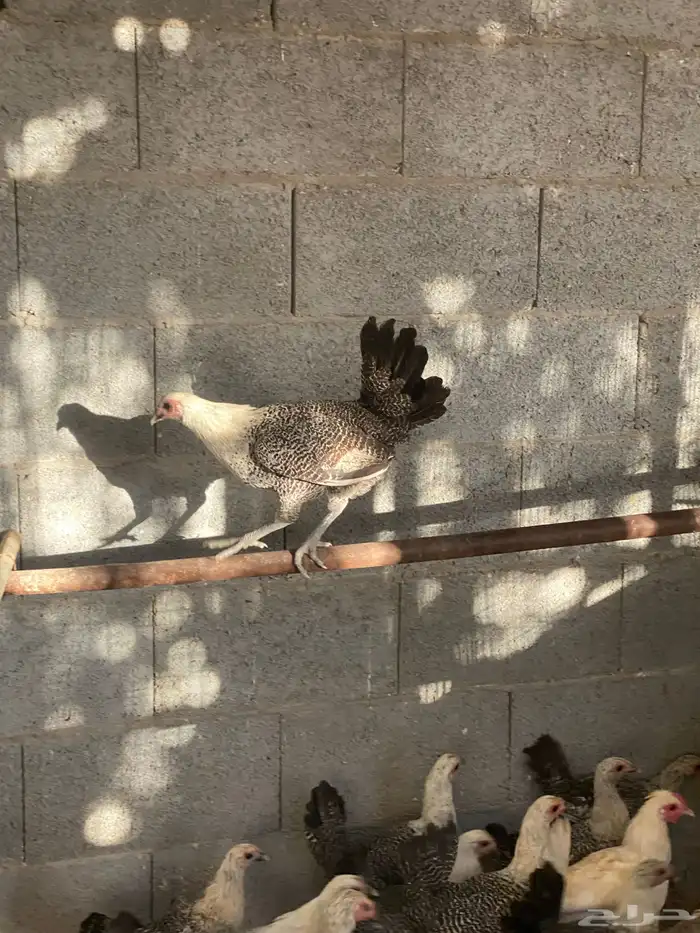 دجاج فيومي 2