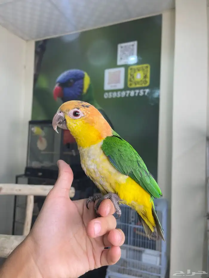 كايك وايت بلي اليف تم البيع 5