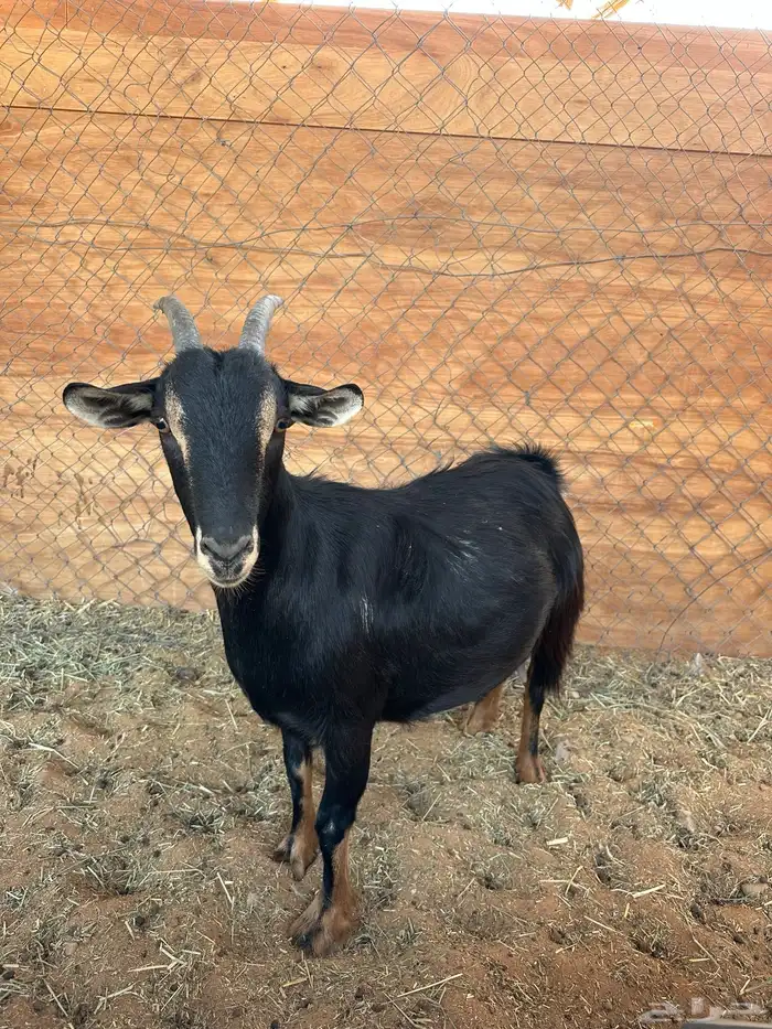 معزا قزميات قزم 2