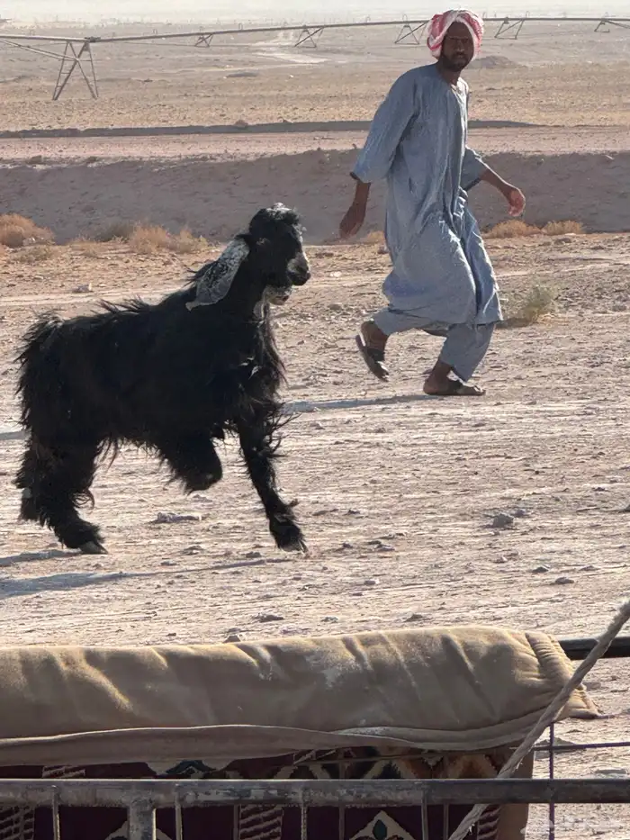 تيس فحل عارضي شرط القريع 1