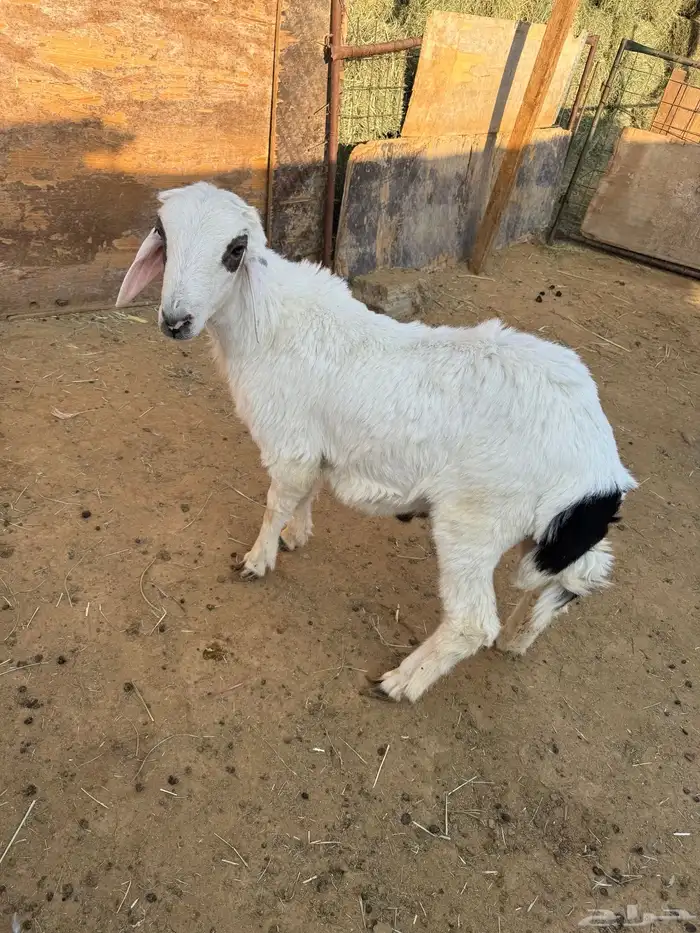خروف للبيع 1
