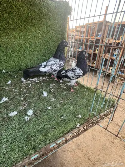 السلام عليكم index