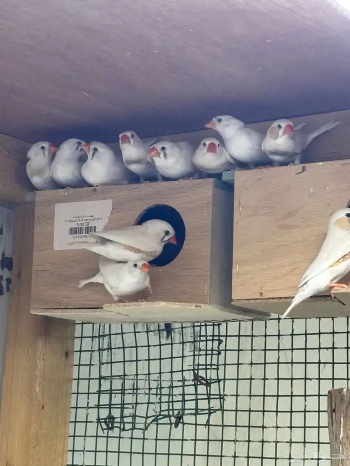 للبيع 10 ازواج زيبرا الالوان واضحه في الفيديو والصور 1