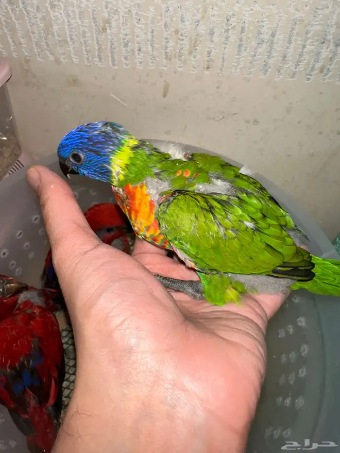 فرخ لوري ريمبو سوانسون ((حجم مميز)) 0