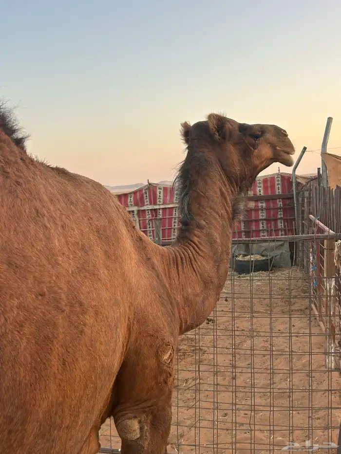 ساحليه حمراء دم للبيع 0