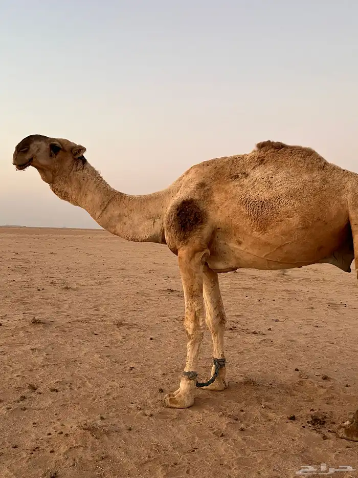 عقابي كفو للبيع 1