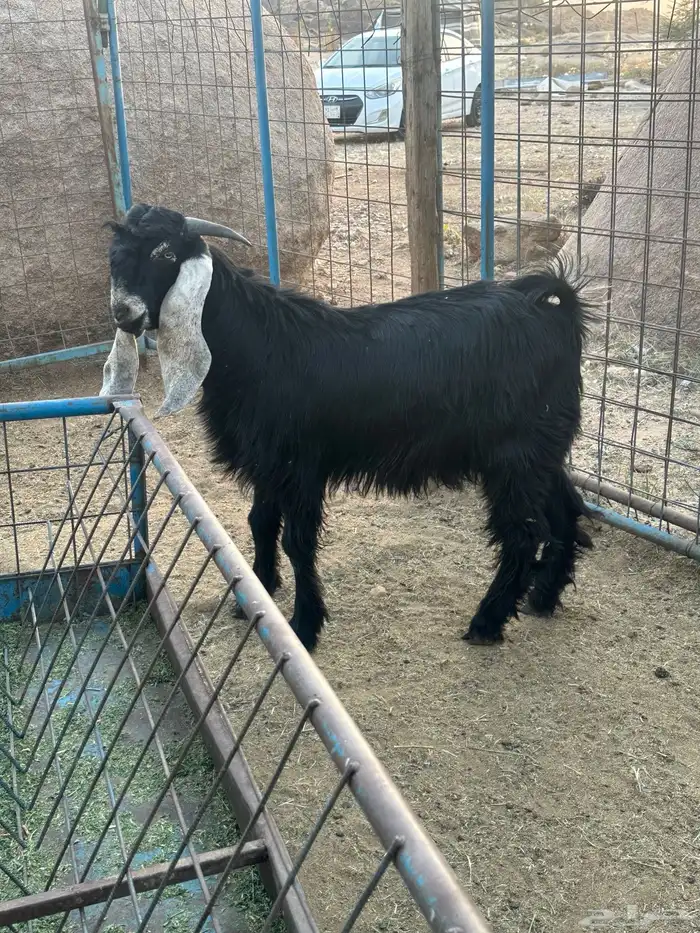 تيس عارضي عمره فوق سته شهور. مقفل شحم ويصلح فحل 0