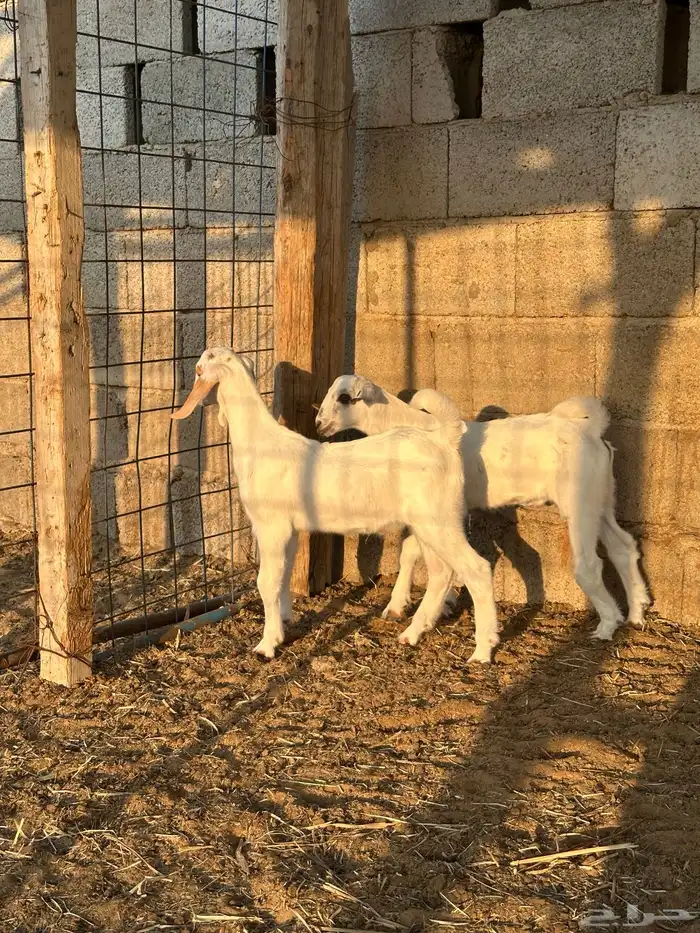 تيوس للبيع 8