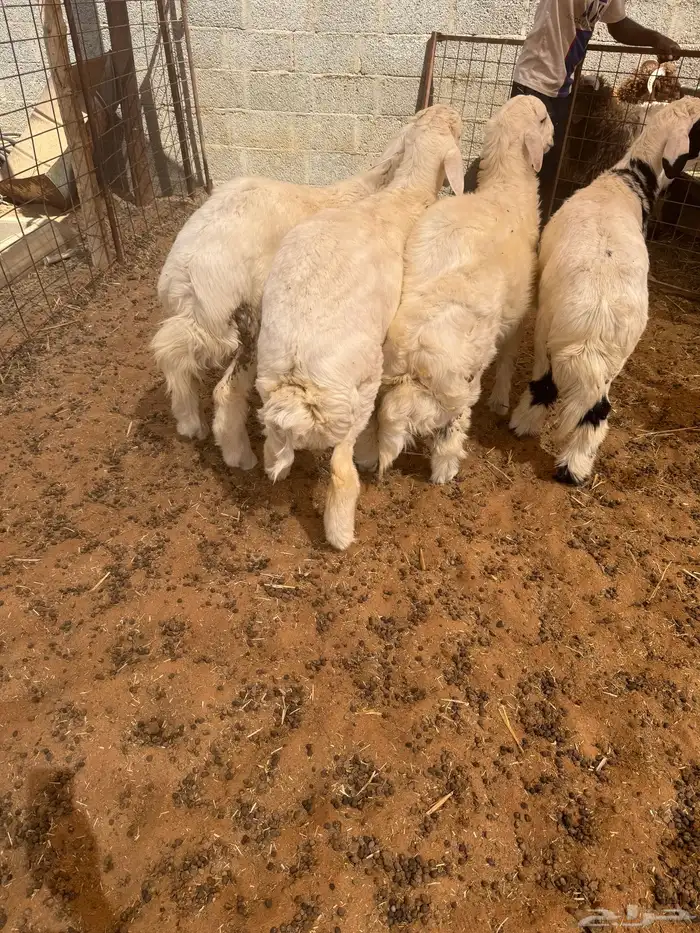 طليان حريات للبيع 1