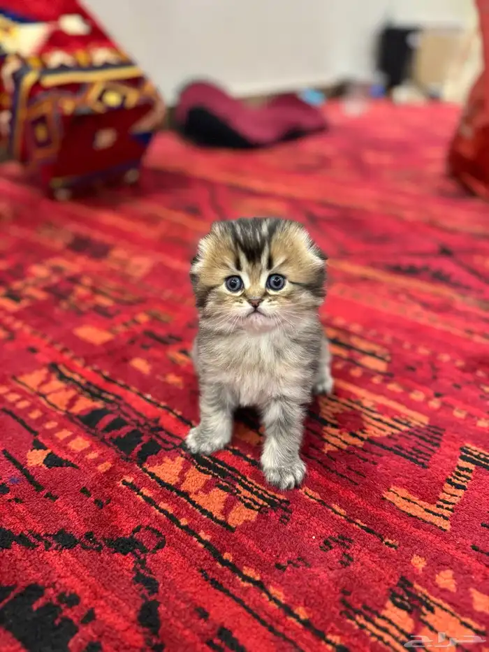 قطط صغيرة kittens للبيع 7