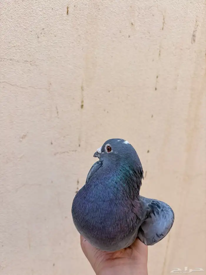 ذكر زاجل سباق 5