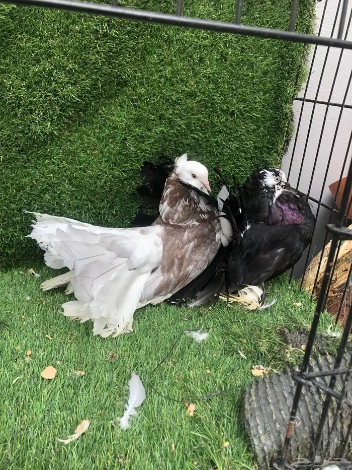 زوج رقاص أمريكي 1