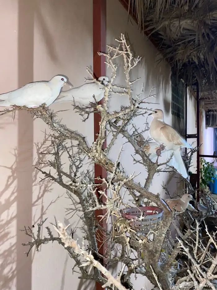 حمام هولندي للبيع 0