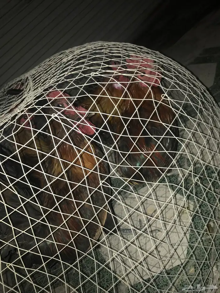 دياكه بلدي العددد 7 1