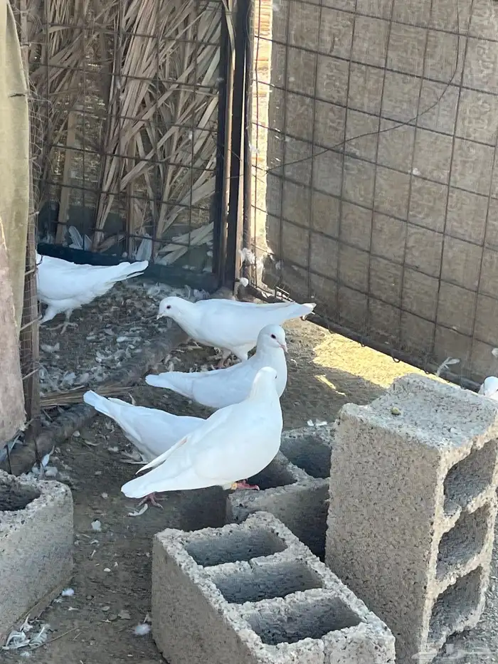 حمام فرنسي سوبر جامبو ملكي 5