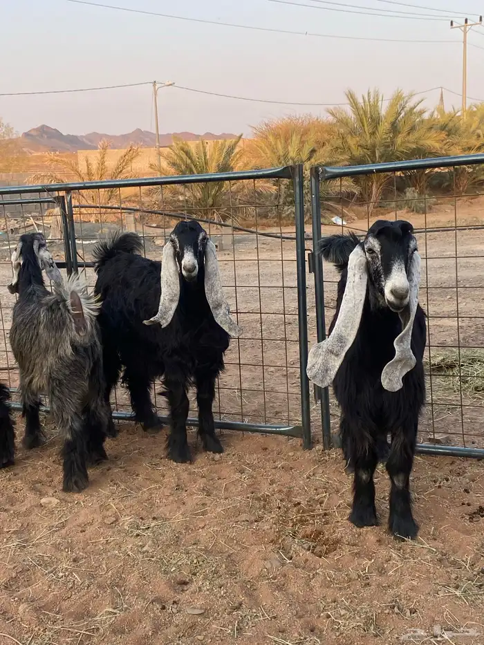 معزا عوارض صنف جفار(تم البيع) 6