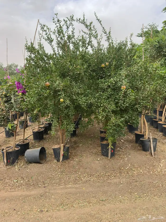 رمان مثمر وياسمين احجام كبيرة ووسط وصغيرة   نجران 4