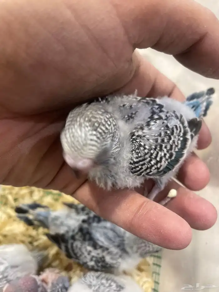 فروخ بابجي 3