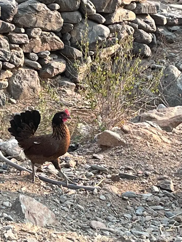 دجاج بياض حضان 1