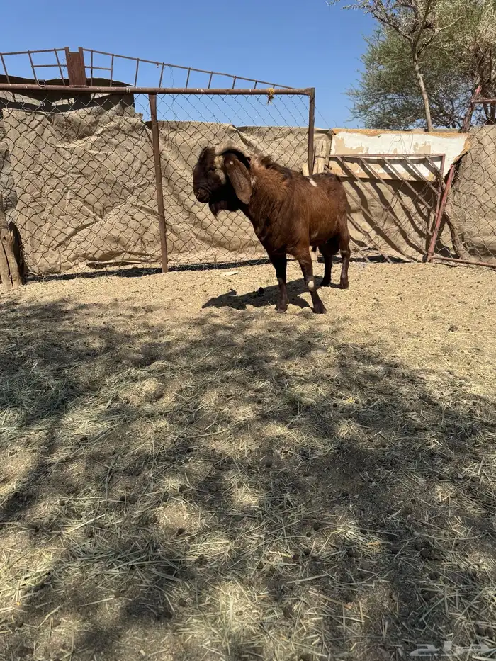 تيس كلهاري 3