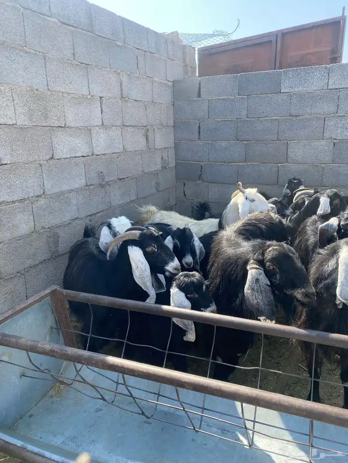 معزا للبيع 3