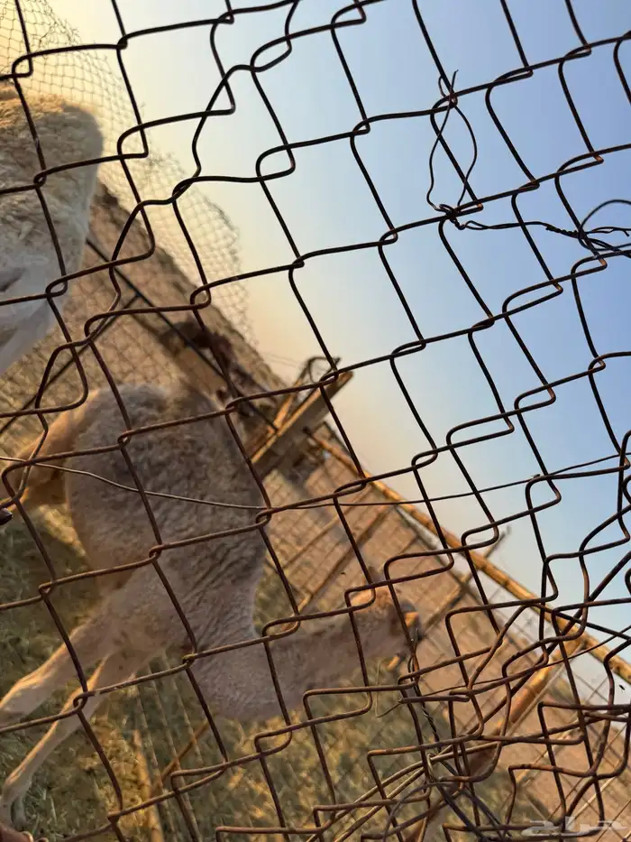 ابكار للبيع طيبات بالحيل 1