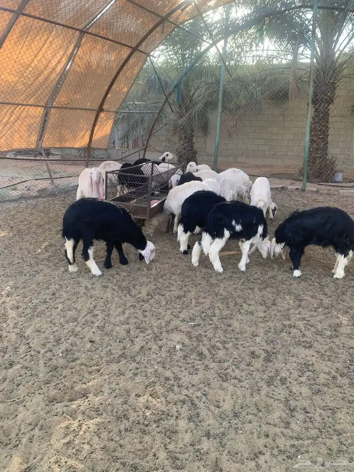 نجدي و حري 0