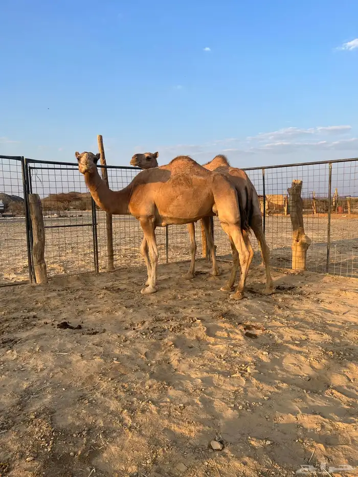 نياق مبيوعه عيالها 18