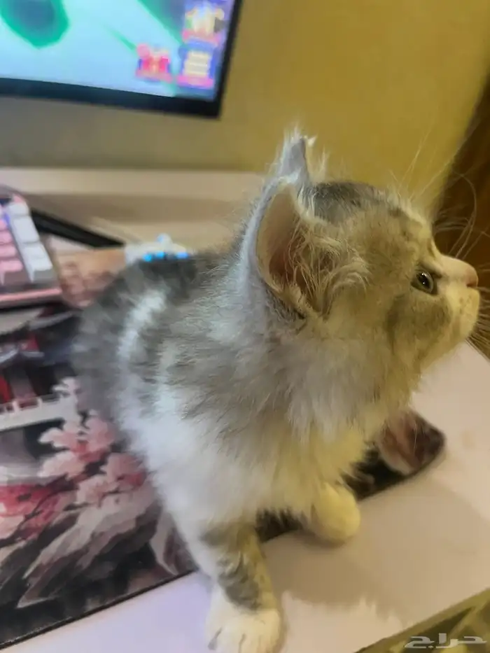 ذكر شرازي من ام سكوتش للبيع 2