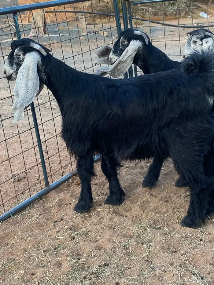 معزا عوارض صنف جفار(تم البيع) 0