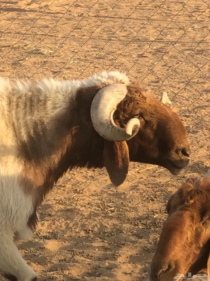 فحل نعيم صنف 2