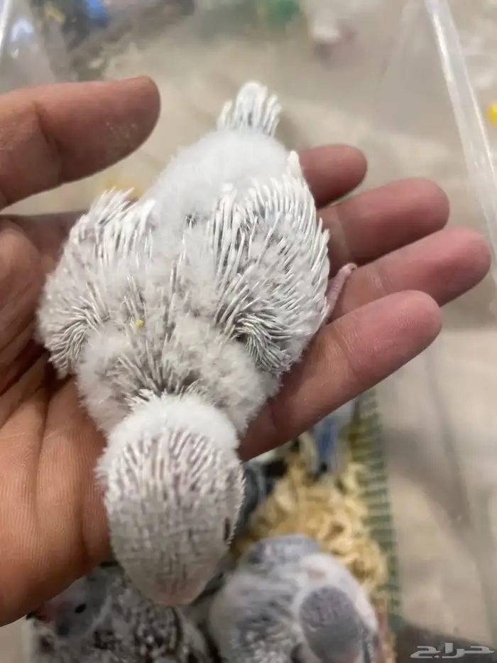 فروخ بابجي 1