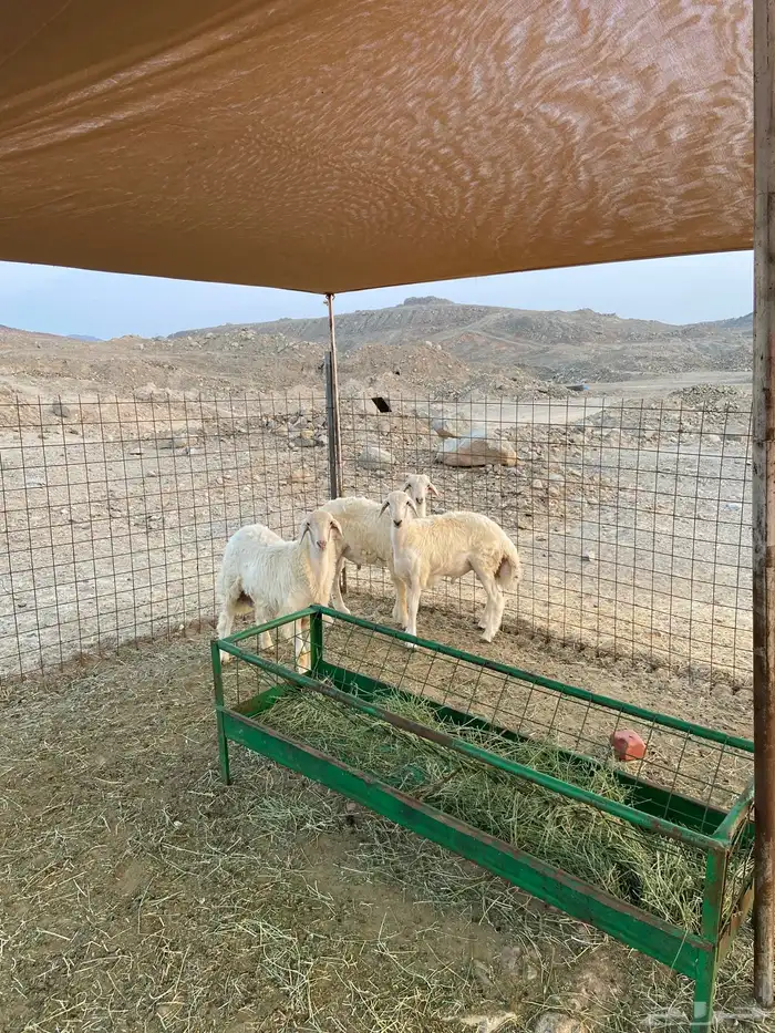 طليان ذبايح للبيع 1