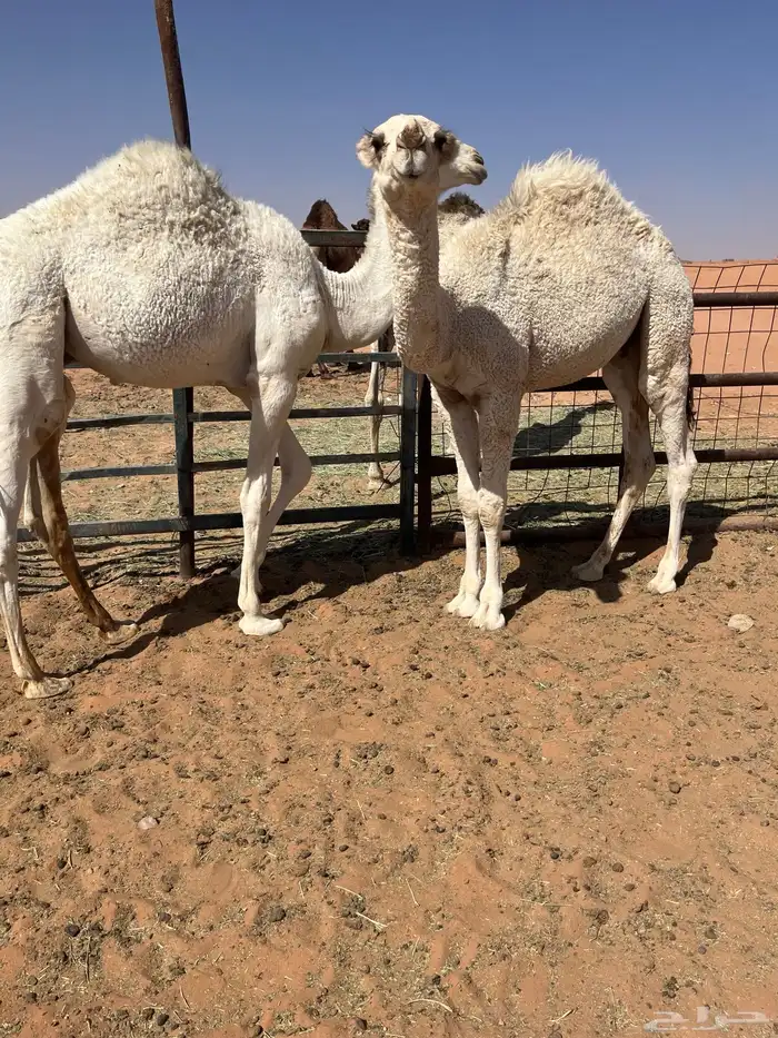 قعدان قصب 2 1