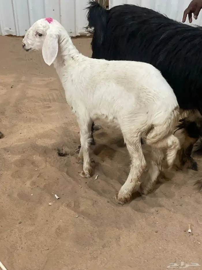 رخل حريه داغور 0