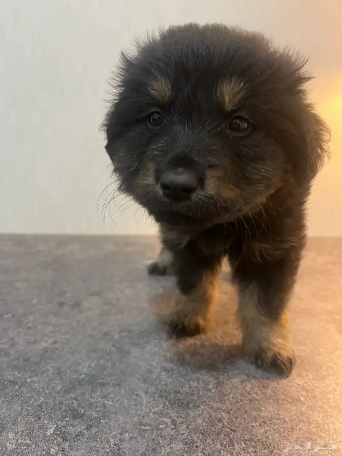 جراء جيرمن شيبرد فخمة جد ا للبيع   ذكور وإناث بصحة ممتازة 13