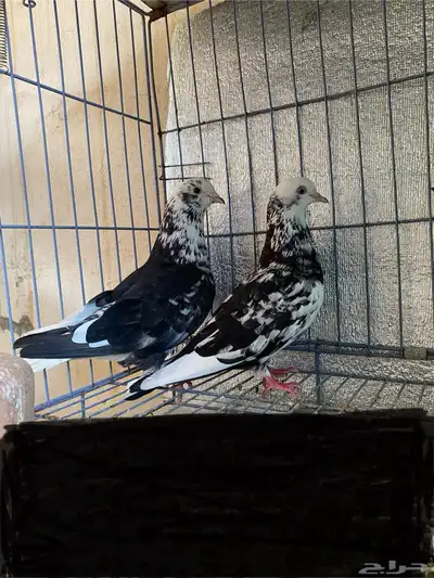 حمام قطيفي نمش index