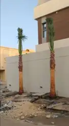 نخل واشنطني واشنطوانيا زينه للبيع 4