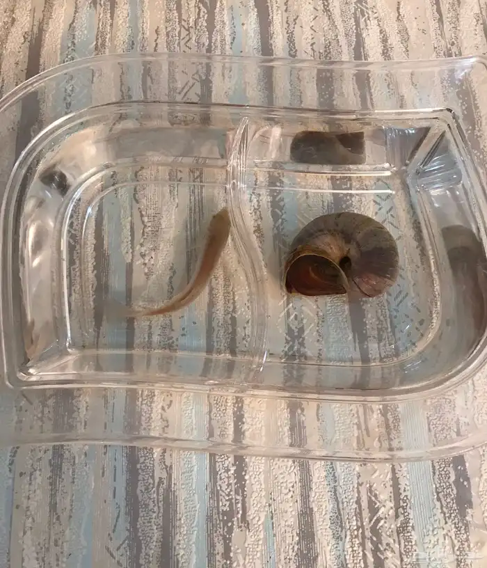 حلزون وسمكه 0