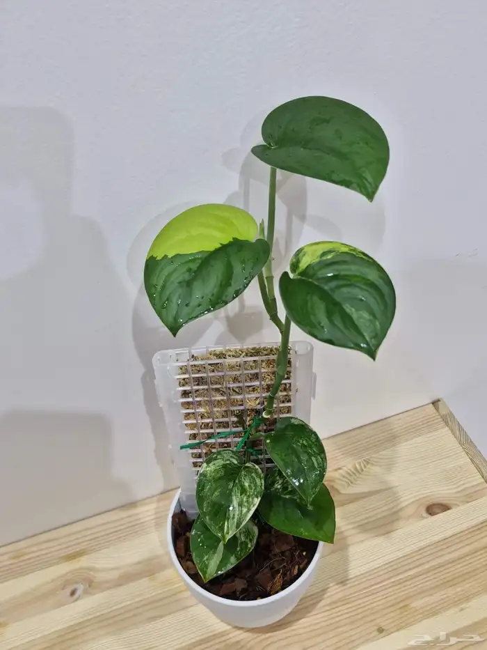 نبتة نادرة 2