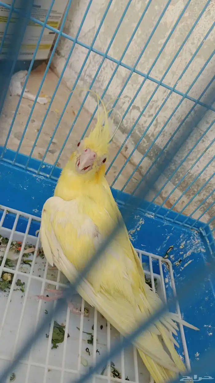 كروان أنثى انناج 0