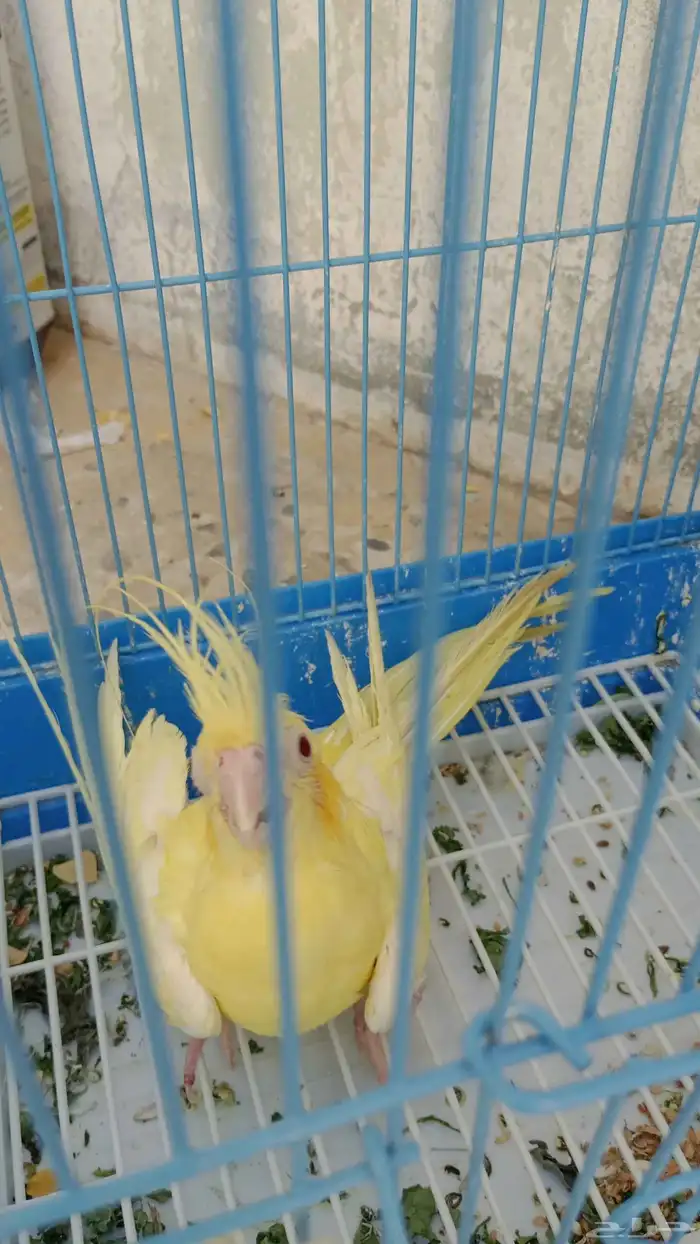 كروان أنثى انناج 4