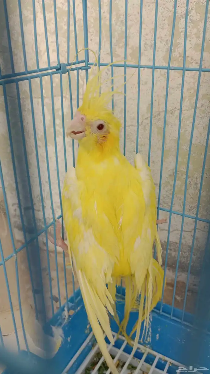 كروان أنثى انناج 3